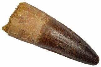 Fossil Spinosaurus Tooth - Real Dinosaur Tooth #345408