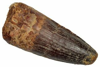 Fossil Spinosaurus Tooth - Feeding Worn Tip #345414