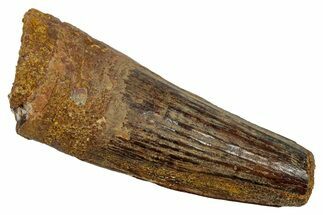 Fossil Spinosaurus Tooth - Real Dinosaur Tooth #345417