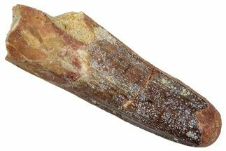 Fossil Spinosaurus Tooth - Feeding Worn Tip #345428