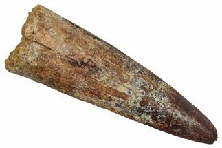 Fossil Spinosaurus Tooth - Real Dinosaur Tooth #345453