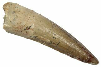 Fossil Spinosaurus Tooth - Real Dinosaur Tooth #345460