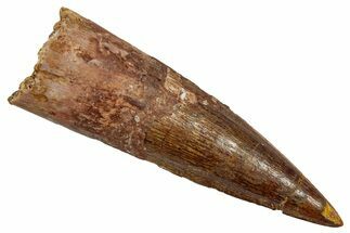 Fossil Spinosaurus Tooth - Real Dinosaur Tooth #345481