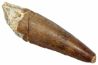 Fossil Spinosaurus Tooth - Real Dinosaur Tooth #345484