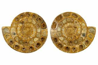 Cut & Polished Jurassic Ammonite (Perisphinctes) Fossil #344939