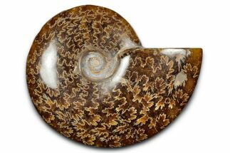 Polished Ammonite (Cleoniceras) Fossil - Madagascar #344307