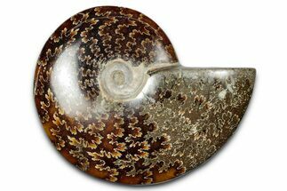 Polished Ammonite (Cleoniceras) Fossil - Madagascar #344309