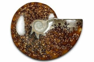 Polished Ammonite (Cleoniceras) Fossil - Madagascar #344312