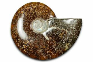 Polished Ammonite (Cleoniceras) Fossil - Madagascar #344314