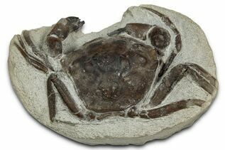 Fossil Crabs For Sale