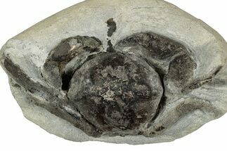 Eocene Fossil Crab (Pulalius) - Washington State #345515