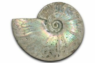Silver Iridescent Ammonite (Cleoniceras) Fossil - Madagascar #345591