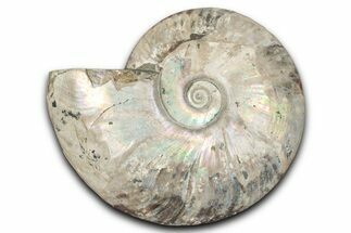 Silver Iridescent Ammonite (Cleoniceras) Fossil - Madagascar #345593