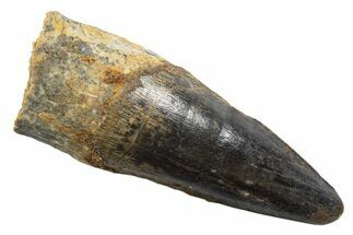 Fossil Spinosaurus Tooth - Real Dinosaur Tooth #345541