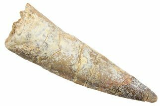 Fossil Spinosaurus Tooth - Real Dinosaur Tooth #345542