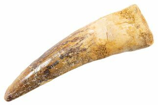 Fossil Spinosaurus Tooth - Real Dinosaur Tooth #345555