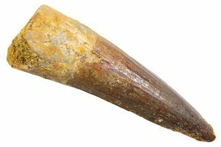 Fossil Spinosaurus Tooth - Real Dinosaur Tooth #345562