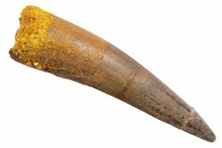 Fossil Spinosaurus Tooth - Real Dinosaur Tooth #345570