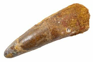 Fossil Spinosaurus Tooth - Real Dinosaur Tooth #345574