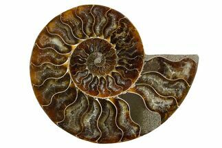Cut & Polished Ammonite Fossil (Half) - Madagascar #345611
