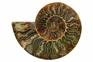 Cut & Polished Ammonite Fossil (Half) - Madagascar #345612