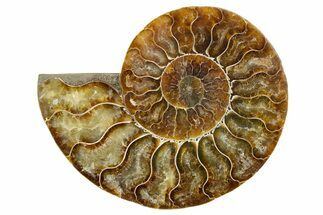 Cut & Polished Ammonite Fossil (Half) - Madagascar #345619