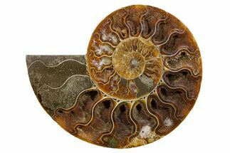 Cut & Polished Ammonite Fossil (Half) - Deep Crystal Pockets #345633