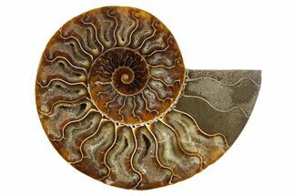 Cut & Polished Ammonite Fossil (Half) - Deep Crystal Pockets #345636