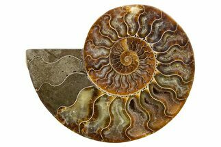 Cut & Polished Ammonite Fossil (Half) - Deep Crystal Pockets #345638