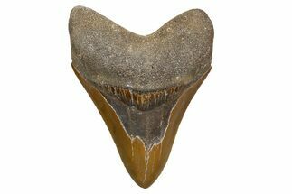 Serrated, Fossil Megalodon Tooth - North Carolina #345651