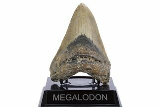 Serrated, Fossil Megalodon Tooth - North Carolina #345654