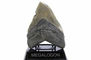 Fossil Shark Teeth For Sale