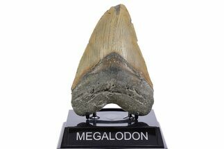 Serrated, Fossil Megalodon Tooth - North Carolina #345659