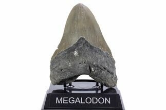 Serrated, Fossil Megalodon Tooth - North Carolina #345660