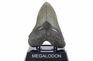 Fossil Shark Teeth For Sale