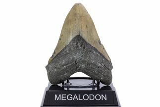 Serrated, Fossil Megalodon Tooth - North Carolina #345666