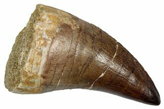 Huge Fossil Mosasaur (Thalassotitan) Tooth - Morocco #345159