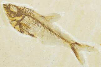 Bargain, Fossil Fish (Diplomystus) - Wyoming #345442