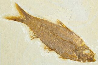 Detailed Fossil Fish (Knightia) - Wyoming #345501