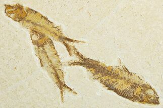 Limestone with Three Fossil Fish (Knightia) - Wyoming #345502