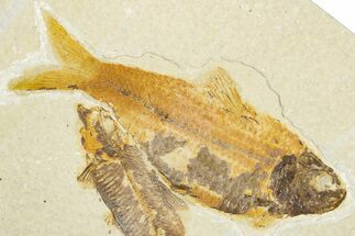 Limestone with Two Fossil Fish (Knightia) - Wyoming #345503
