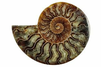 Cut & Polished Ammonite Fossil (Half) - Madagascar #345642