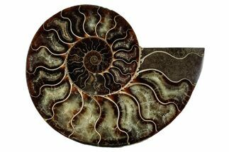 Cut & Polished Ammonite Fossil (Half) - Madagascar #345648