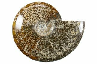 Polished Ammonite (Cleoniceras) Fossil - Madagascar #345554