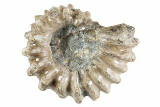 Bumpy Ammonite (Douvilleiceras) Fossil - Madagascar #343797