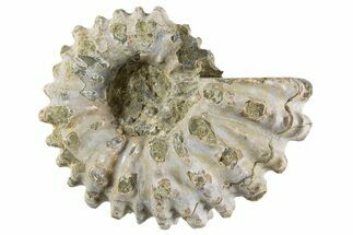 Bumpy Ammonite (Douvilleiceras) Fossil - Madagascar #343798