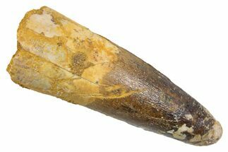 Juvenile Fossil Spinosaurus Tooth - Real Dinosaur Tooth #345877