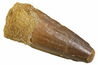 Juvenile Fossil Spinosaurus Tooth - Real Dinosaur Tooth #345880