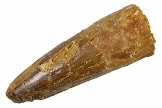 Juvenile Fossil Spinosaurus Tooth - Real Dinosaur Tooth #345883