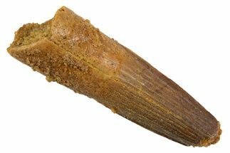 Juvenile Fossil Spinosaurus Tooth - Real Dinosaur Tooth #345888